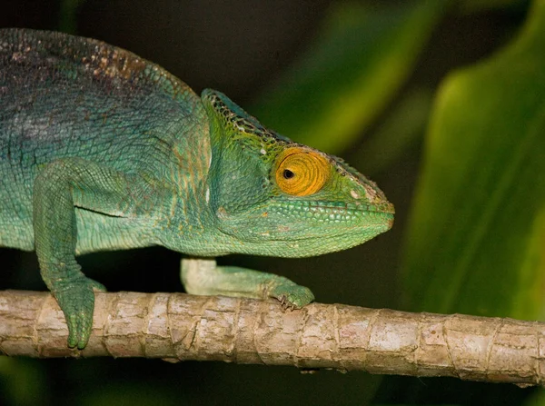 Bukalemun kertenkele yakın çekim