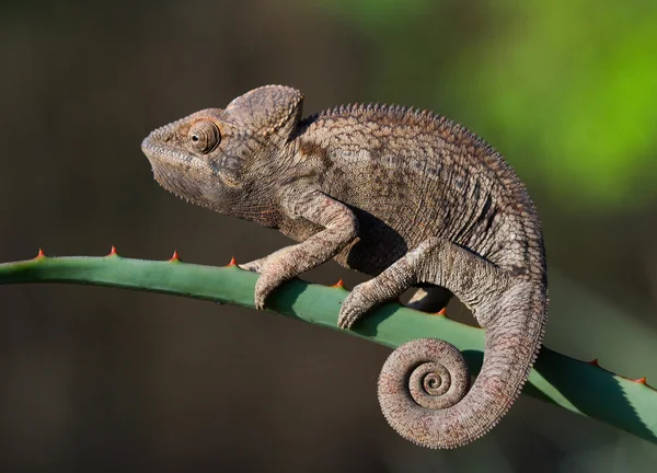 Lagarto camaleão de perto — Fotografia de Stock