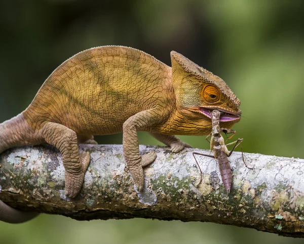 Camaleão comendo de perto — Fotografia de Stock