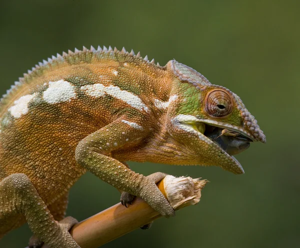 Chamäleonechse aus nächster Nähe — Stockfoto