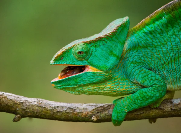 Chameleon ještěrka zblízka — Stock fotografie