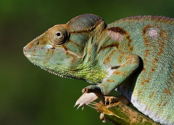 Lagarto camaleón de cerca — Foto de Stock