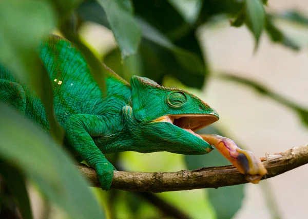 Camaleón comiendo de cerca — Foto de Stock