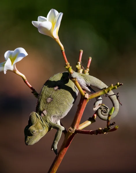 Chameleon lizard close up — стоковое фото