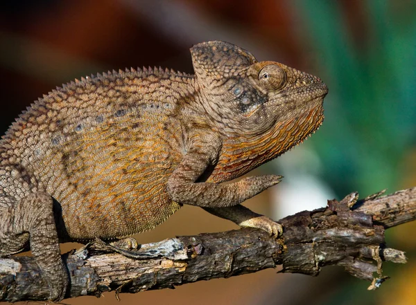 Chameleon lizard close up — Stock Photo, Image