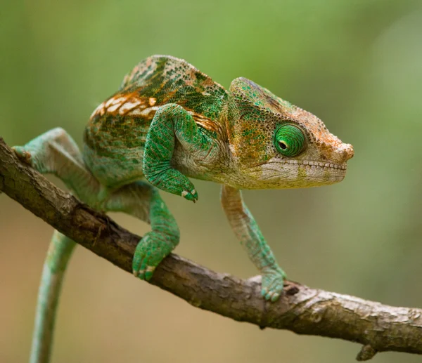 Chameleon ještěrka zblízka — Stock fotografie