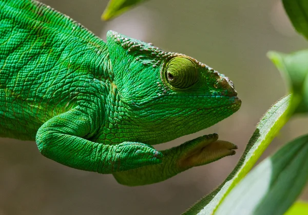 Chameleon ještěrka zblízka — Stock fotografie