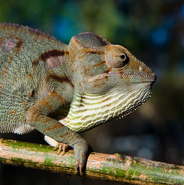 Chameleon ještěrka zblízka — Stock fotografie