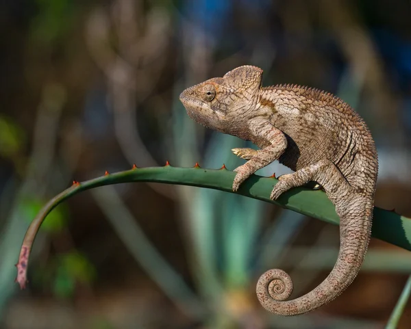 Chameleon hagedis close-up — Stockfoto