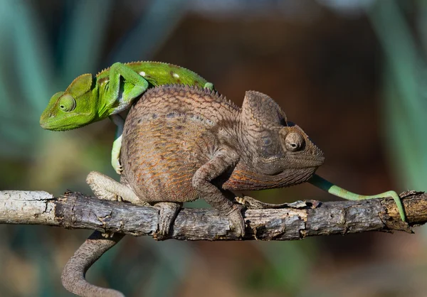 Bukalemun oturma yukarıya kapatmak