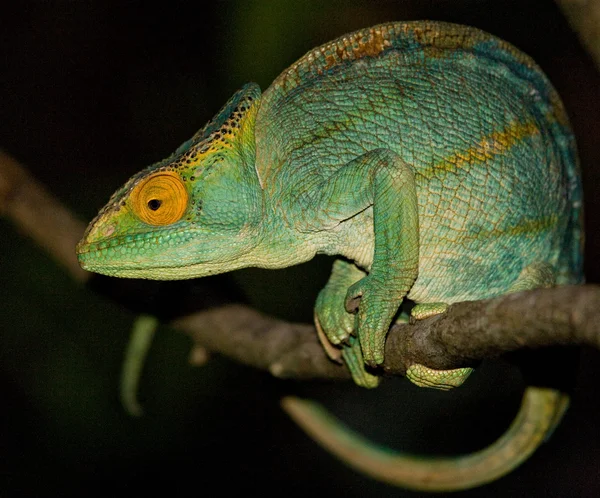 Bukalemun kertenkele yakın çekim