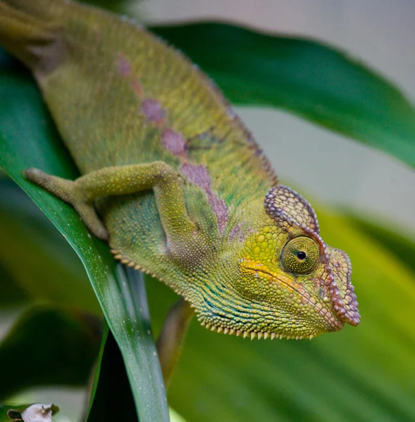 Bukalemun kertenkele yakın çekim