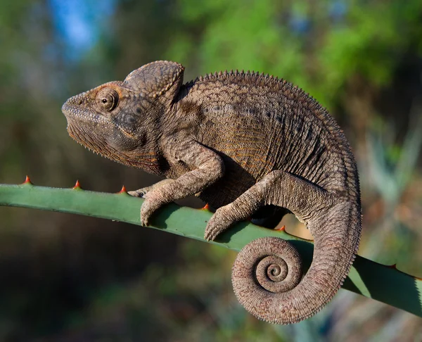 Chameleon lizard close up — Stock Photo, Image