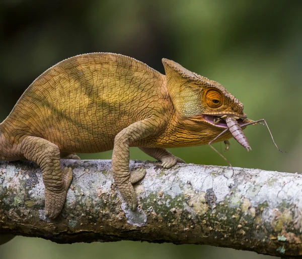 Camaleão comendo de perto — Fotografia de Stock