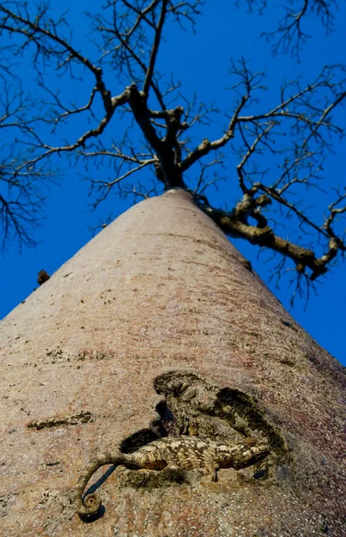 Camaleonte seduto su un baobab — Foto Stock