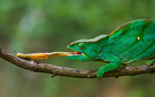 Chameleon eating close up — Stock Photo, Image