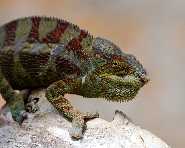 Chamäleonechse aus nächster Nähe — Stockfoto