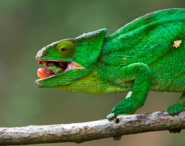 Chameleon jíst zblízka — Stock fotografie