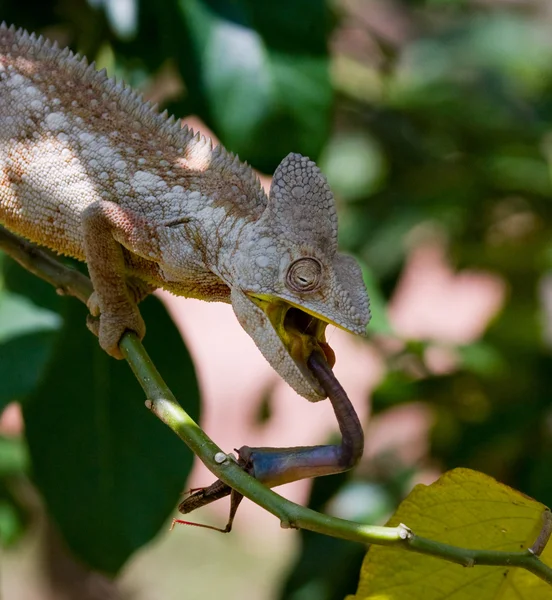 Chameleon eating close up — Stock Photo, Image