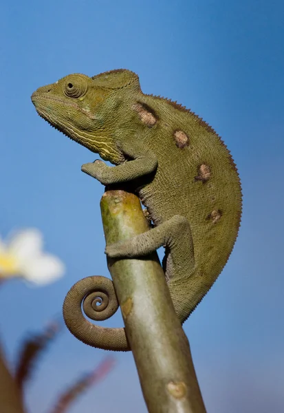 Bukalemun kertenkele yakın çekim