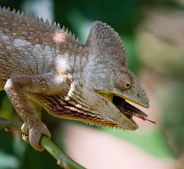 Lagarto camaleão de perto — Fotografia de Stock