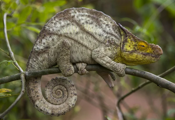 Jaszczurka kameleon z bliska — Zdjęcie stockowe