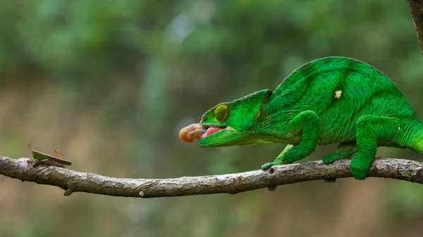 Chameleon eating close up — Stock Photo, Image