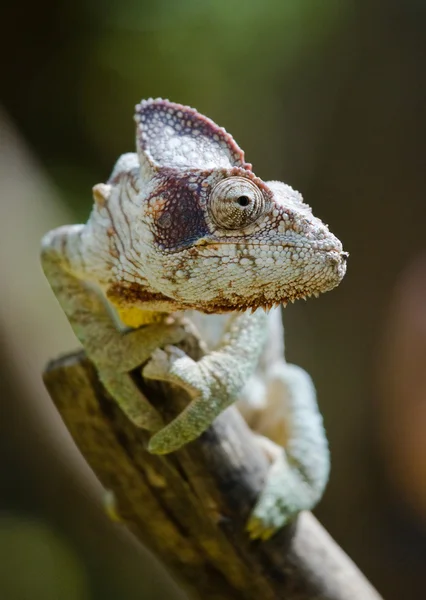 Хамелеон ящірка крупним планом — стокове фото