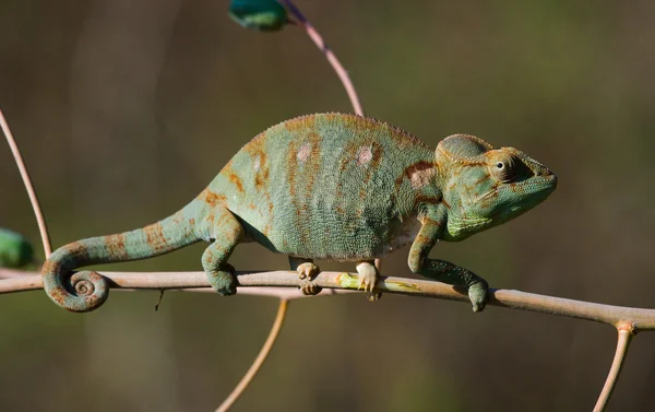 Chamäleonechse aus nächster Nähe — Stockfoto