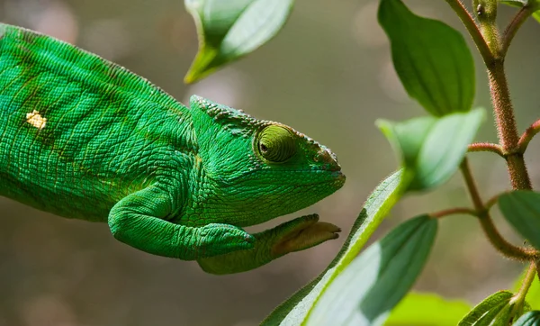 Chameleon ödla på nära håll — Stockfoto