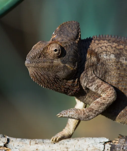 Chameleon lizard close up — Stock Photo, Image