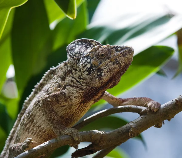 Chameleon lizard close up — Stock Photo, Image