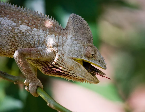 Chameleon lizard close up — Stock Photo, Image