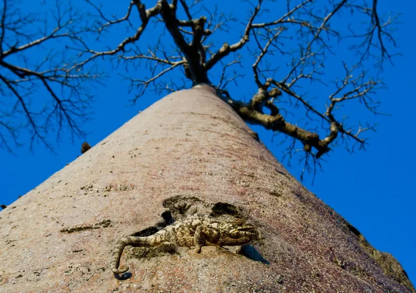 Baobab üzerinde oturan bukalemun