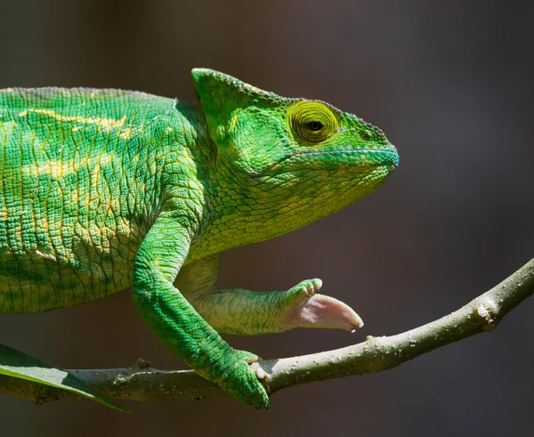 Lagarto camaleão de perto — Fotografia de Stock