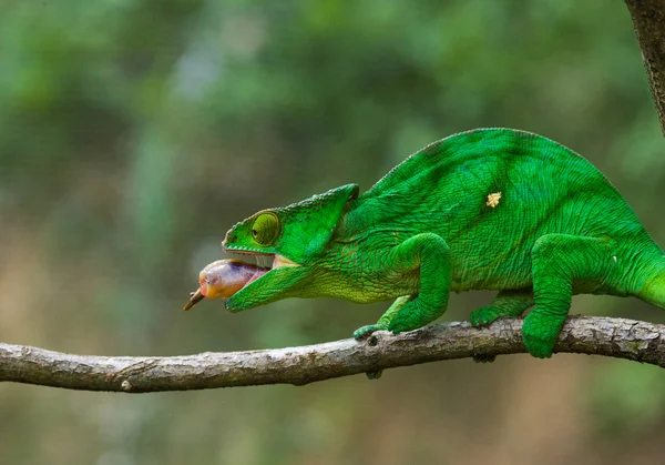 Chameleon äta på nära håll — Stockfoto