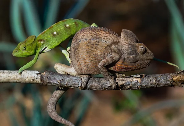 Camaleonti vicino seduta — Foto Stock