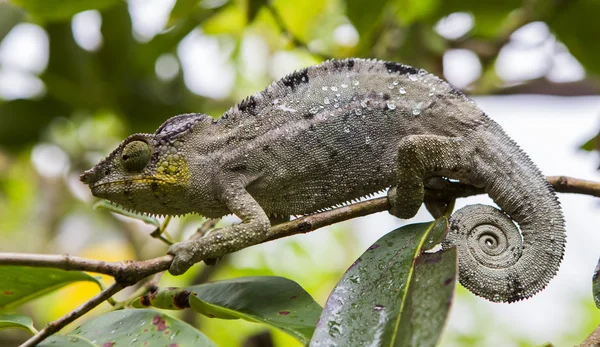 Bukalemun kertenkele yakın çekim