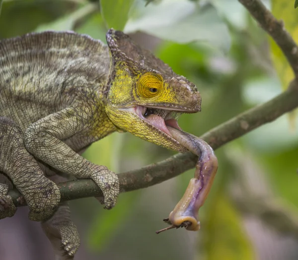 Camaleão comendo de perto — Fotografia de Stock