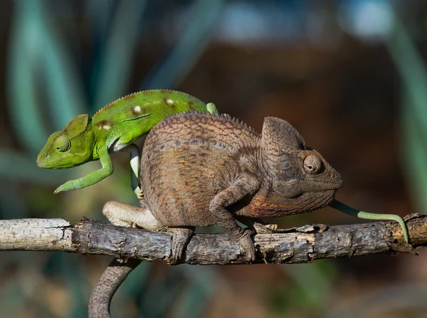 Chameleons close up sitting — Stock Photo, Image