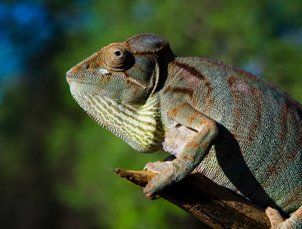 Lagarto camaleón de cerca — Foto de Stock