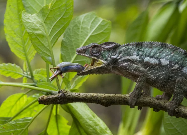 Camaleão comendo de perto — Fotografia de Stock