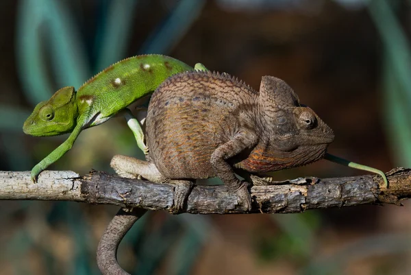 Camaleonti vicino seduta — Foto Stock