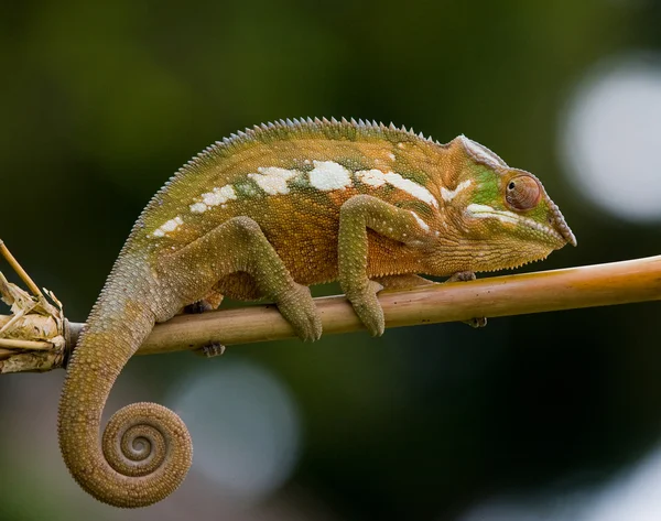 Bukalemun kertenkele yakın çekim