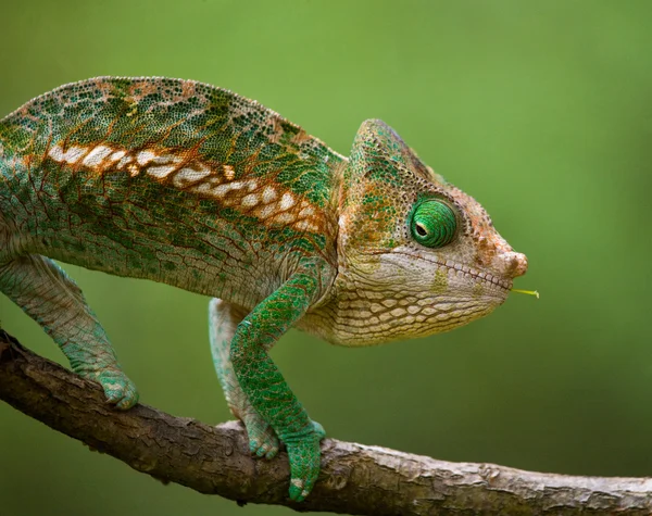 Chameleon ještěrka zblízka — Stock fotografie
