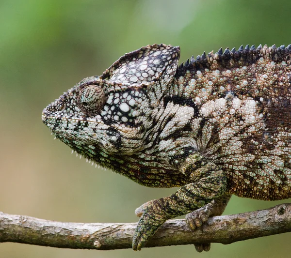 Bukalemun kertenkele yakın çekim