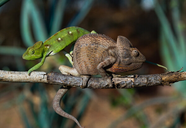 chameleons close up sitting