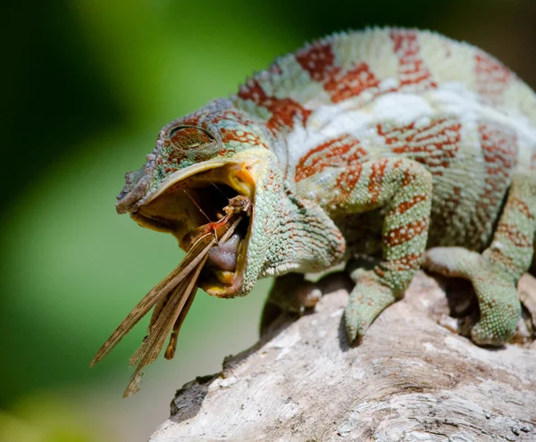 Chameleon äta på nära håll — Stockfoto