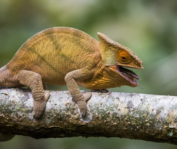 Chameleon ödla på nära håll — Stockfoto