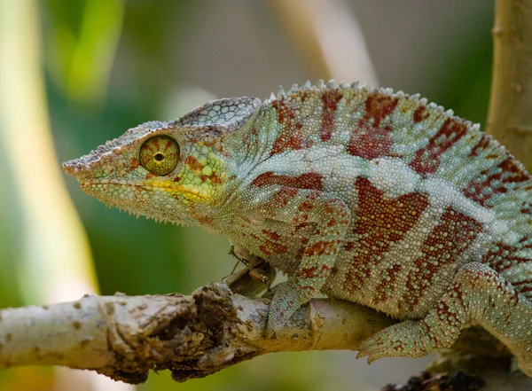 Lagarto camaleão de perto — Fotografia de Stock